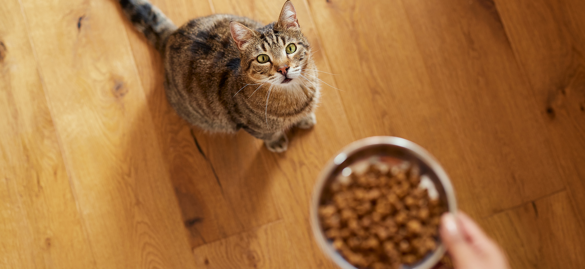 cuánto Nutriss debe comer un gato